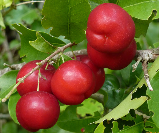 Barbados Cherry