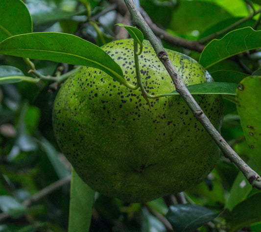 Black sapote