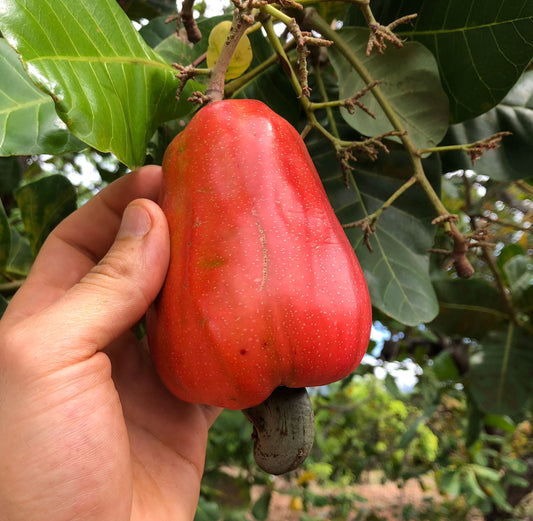Cashew - Red