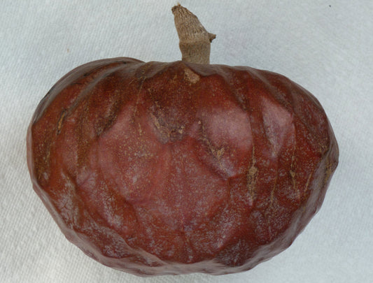 Custard Apple Rose