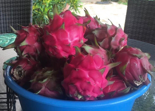 Dragon fruit