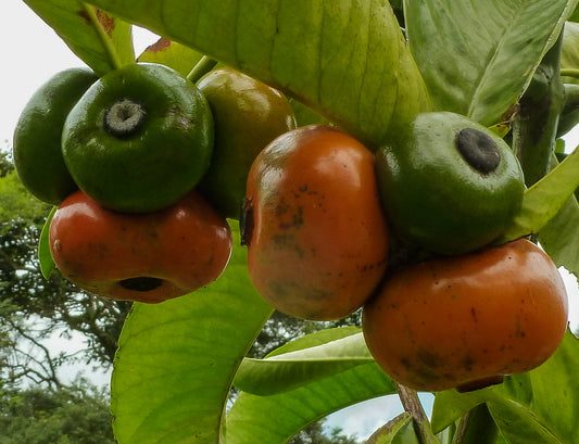 Button Mangosteen