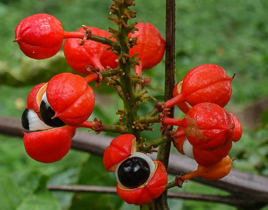Guarana