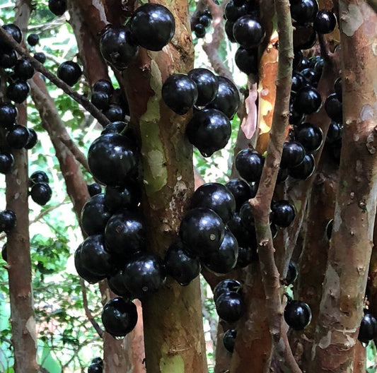 Jaboticaba