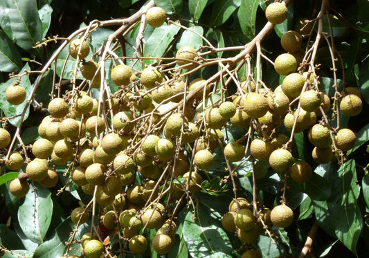 Longan