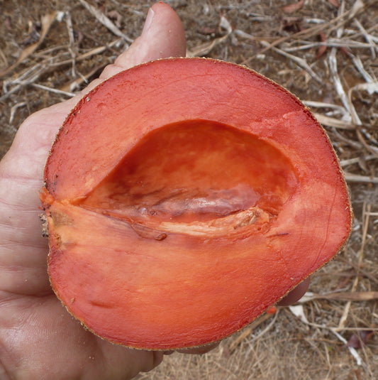 Mamey Zapote - Dwarf
